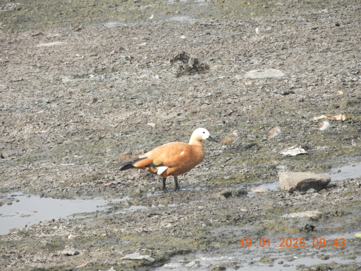 Хондон ангир - ML629386413