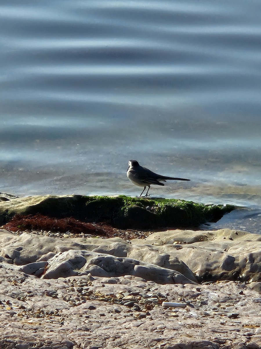 White Wagtail - ML629386492