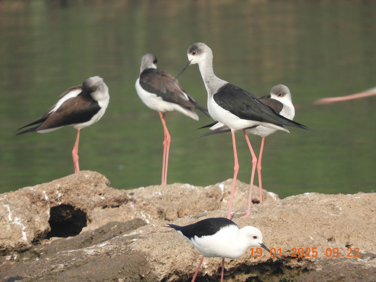 Эгэл хилэн жигүүр - ML629386512