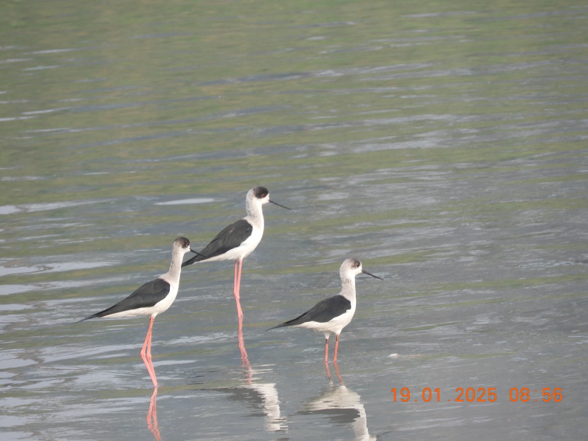 Эгэл хилэн жигүүр - ML629386513