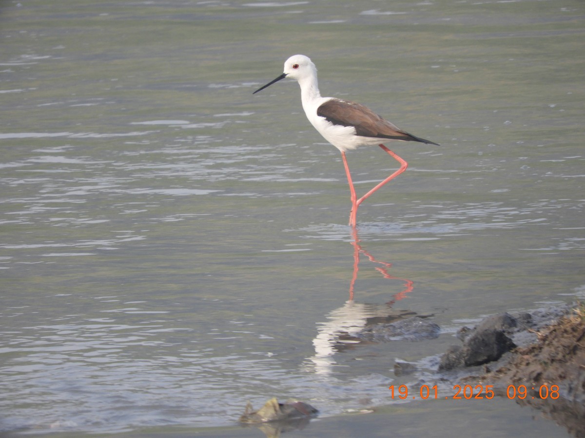 Эгэл хилэн жигүүр - ML629386514