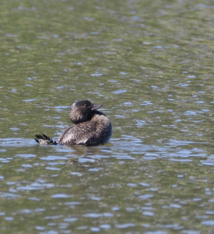 Érismature à barbillons - ML629386585