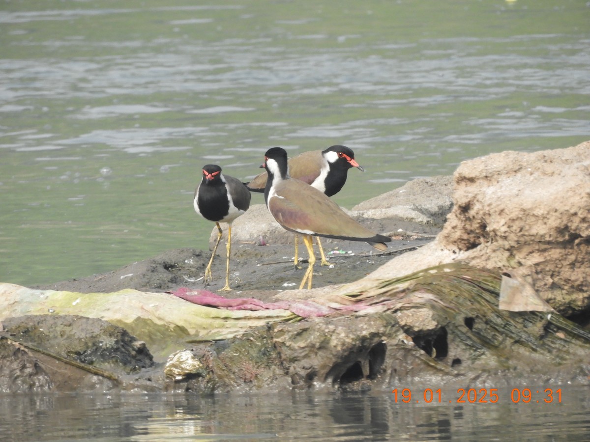 Red-wattled Lapwing - ML629386672