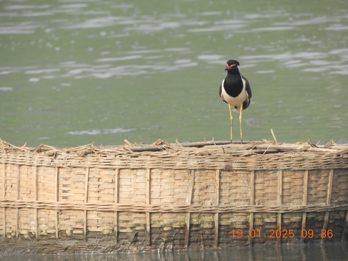 Red-wattled Lapwing - ML629386673