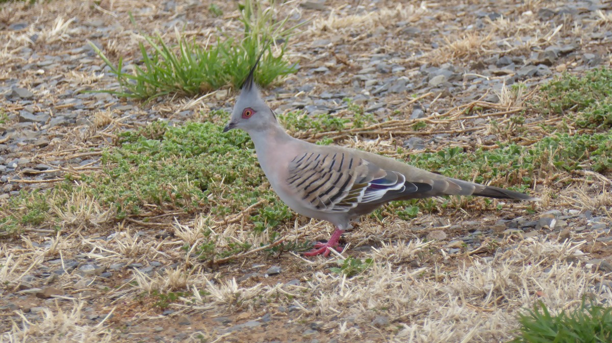 Crested Pigeon - ML629386705