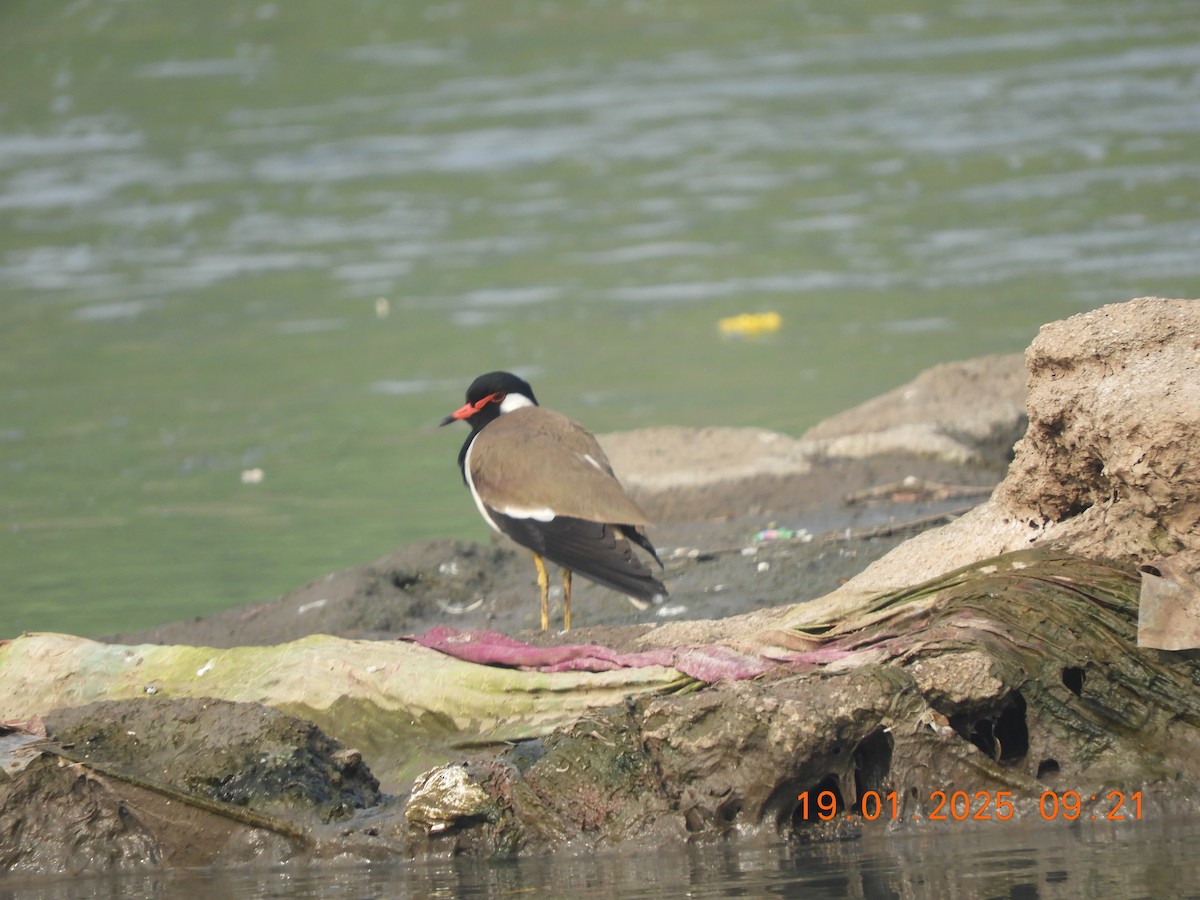 Red-wattled Lapwing - ML629386753