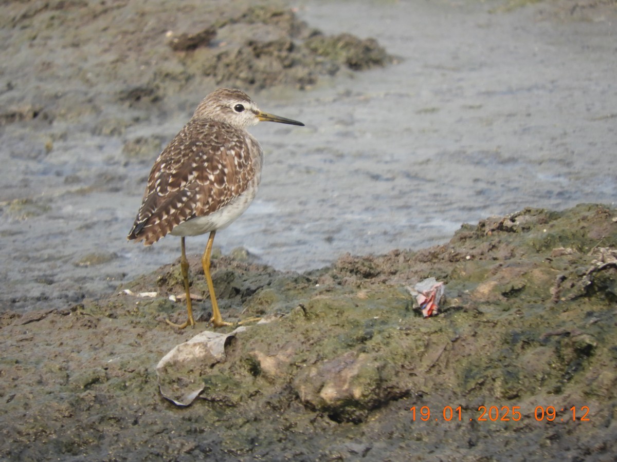 Фифи - ML629386860