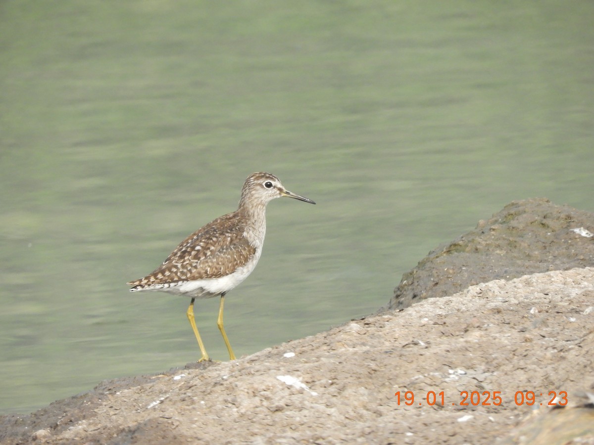 Фифи - ML629386868