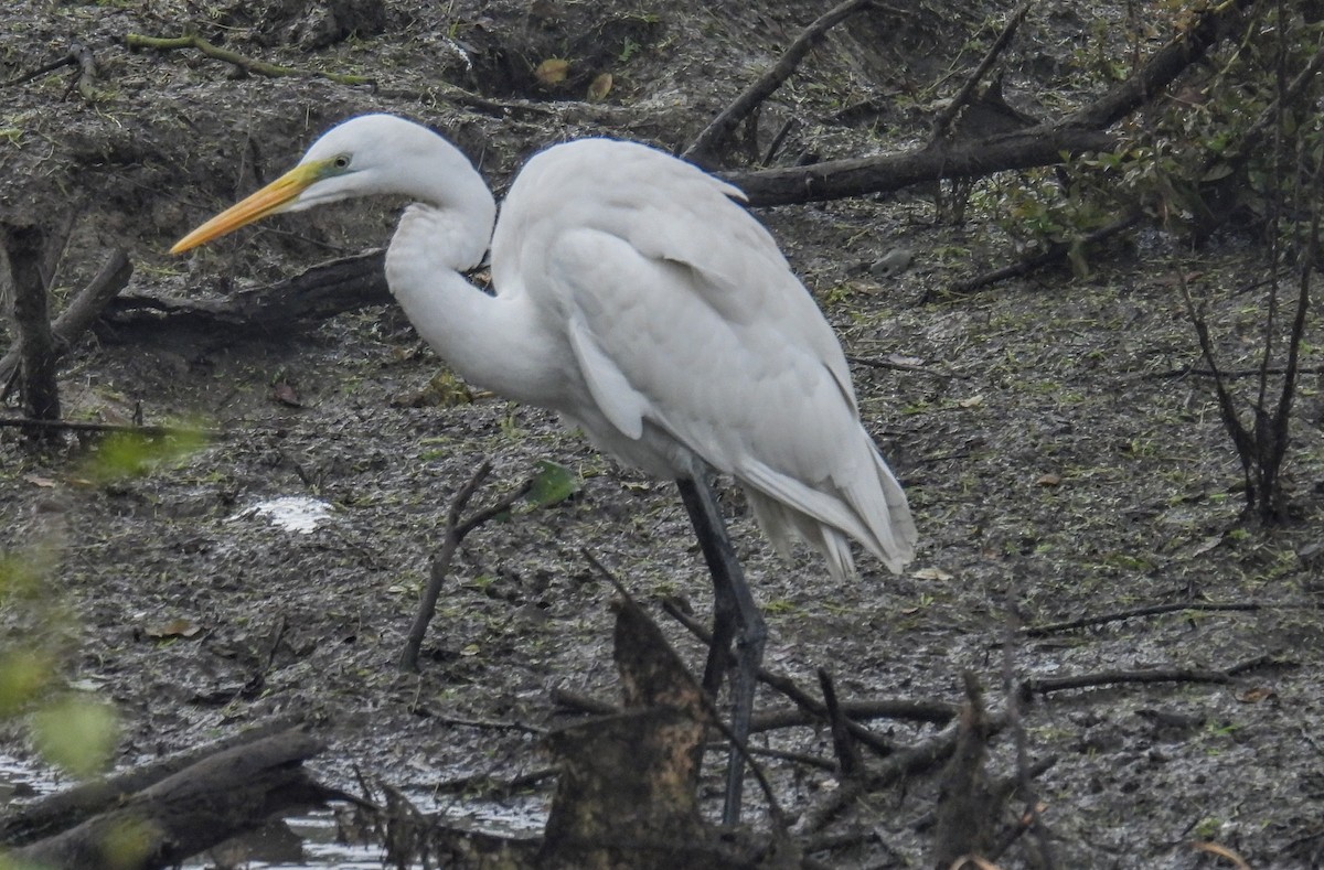 Great Egret - ML629386882
