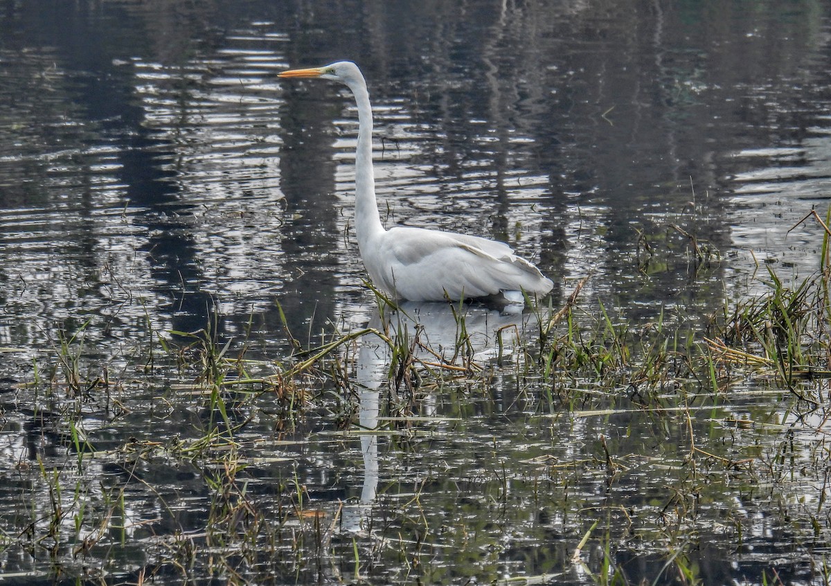 Great Egret - ML629386892