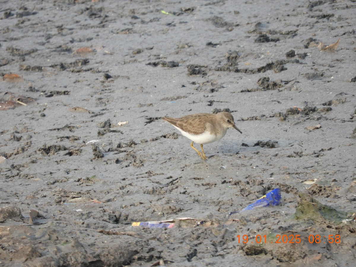 Белохвостый песочник - ML629386904