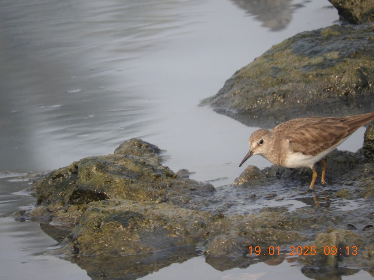 Белохвостый песочник - ML629386906