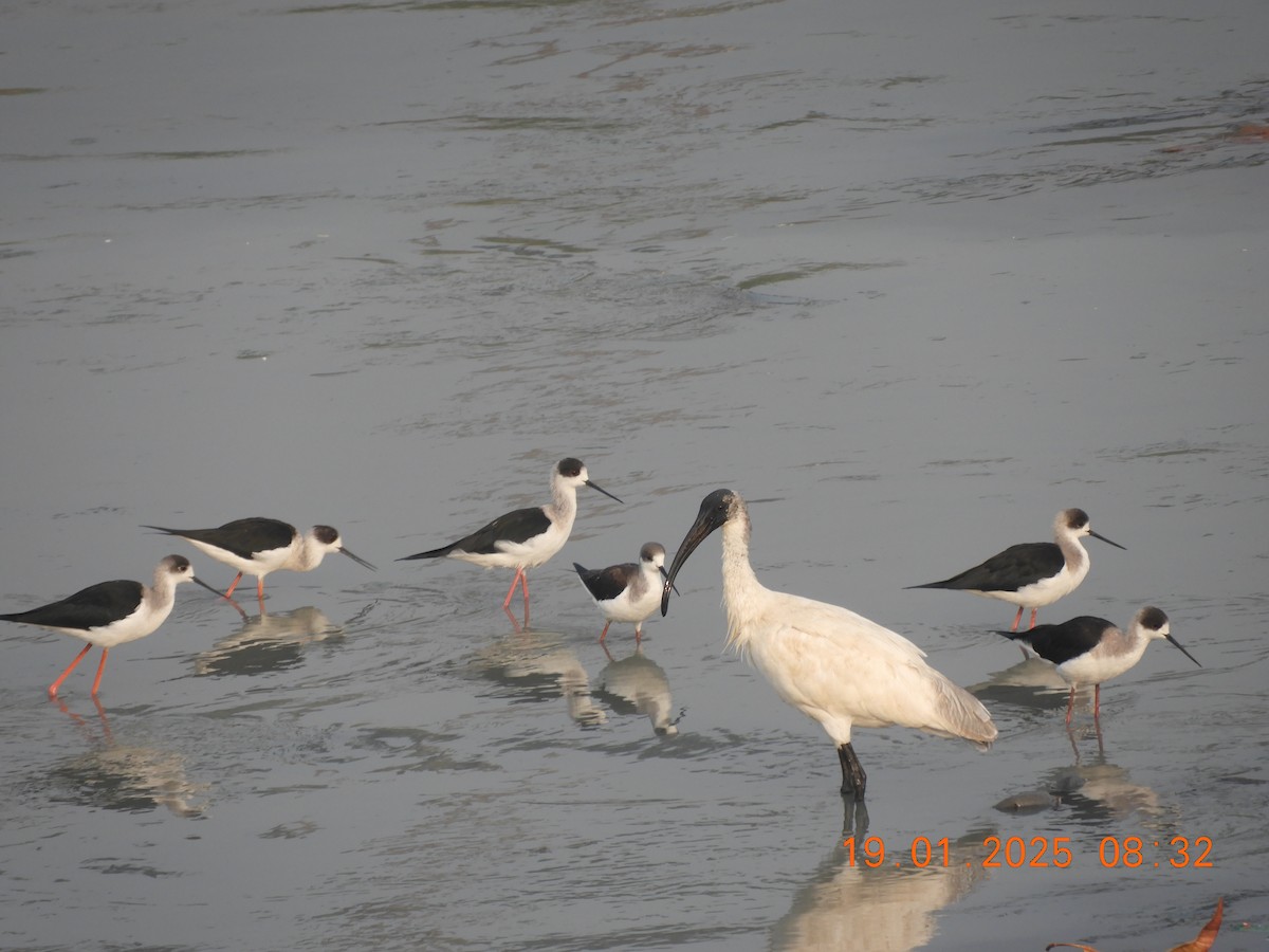 Черноголовый ибис - ML629386972