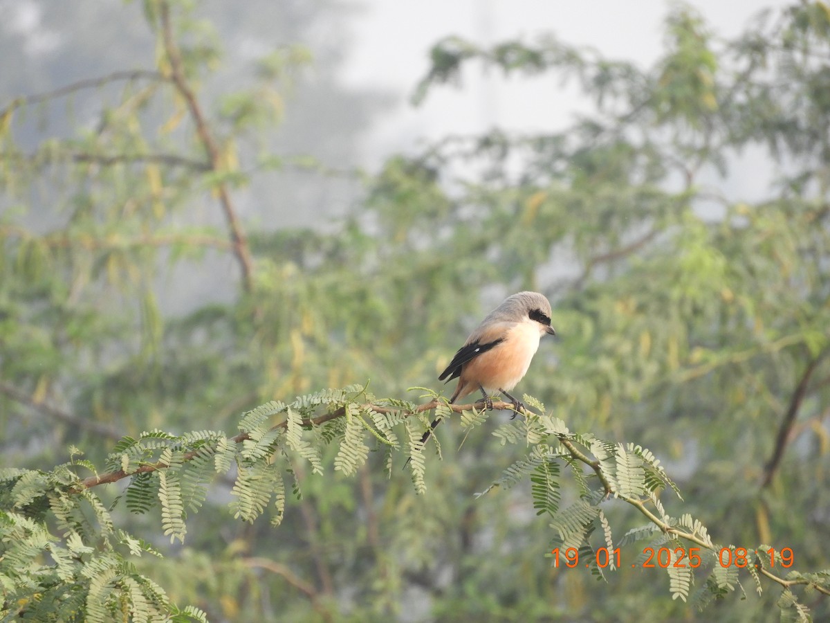 Длиннохвостый сорокопут - ML629387069