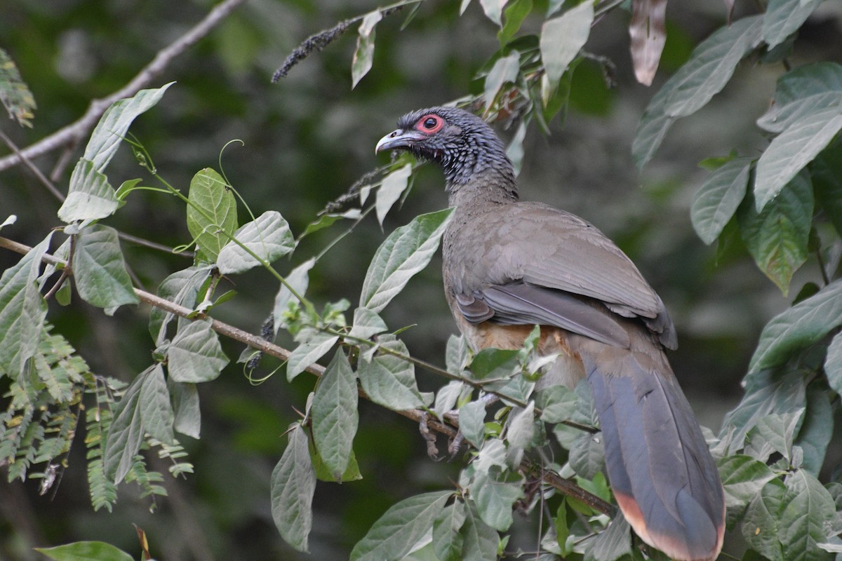 guerrerohokko - ML629387097