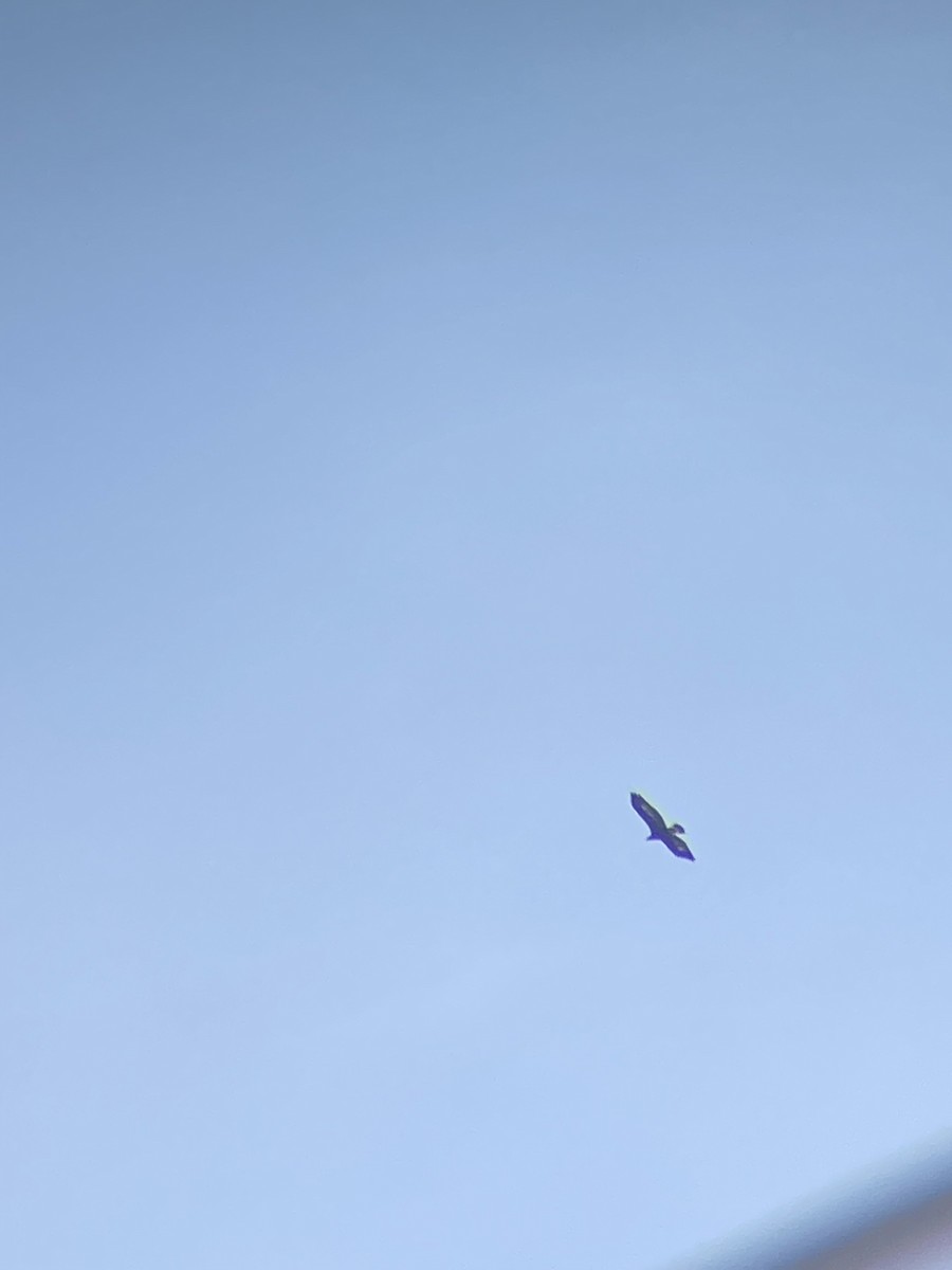 Цармын бүргэд - ML629387136