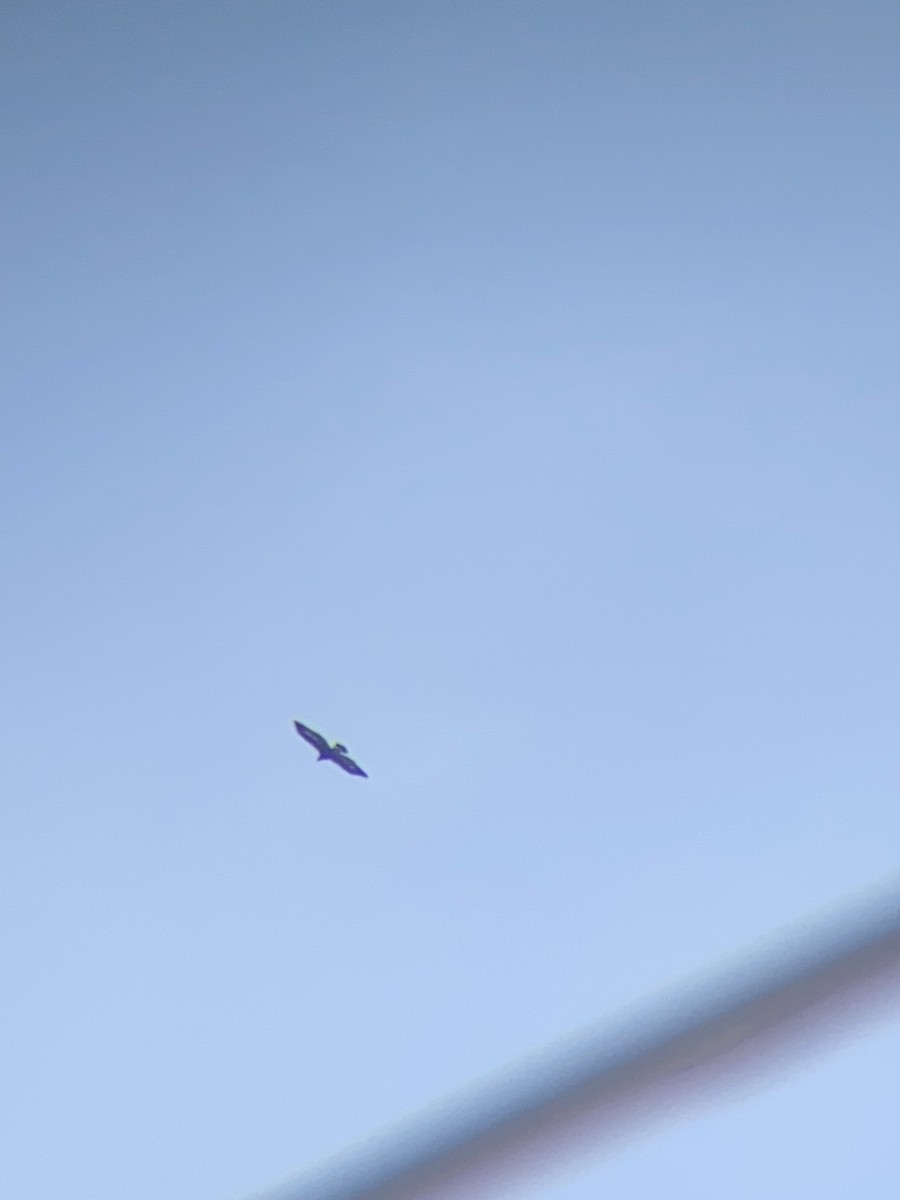 Цармын бүргэд - ML629387138