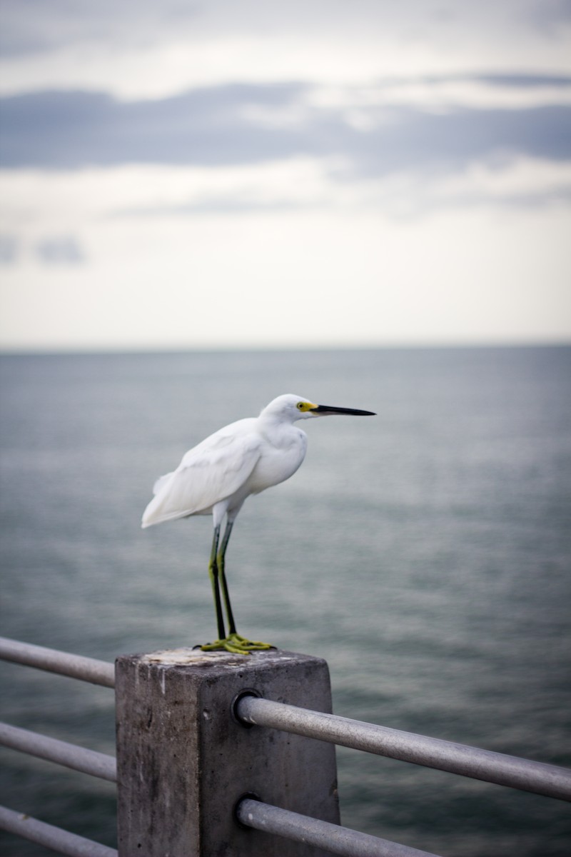 Snowy Egret - ML629387398