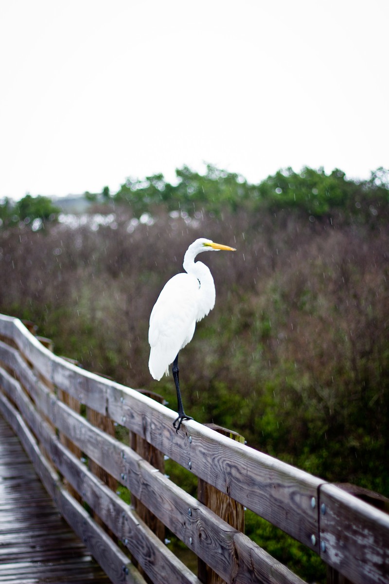 大白鷺 - ML629387421