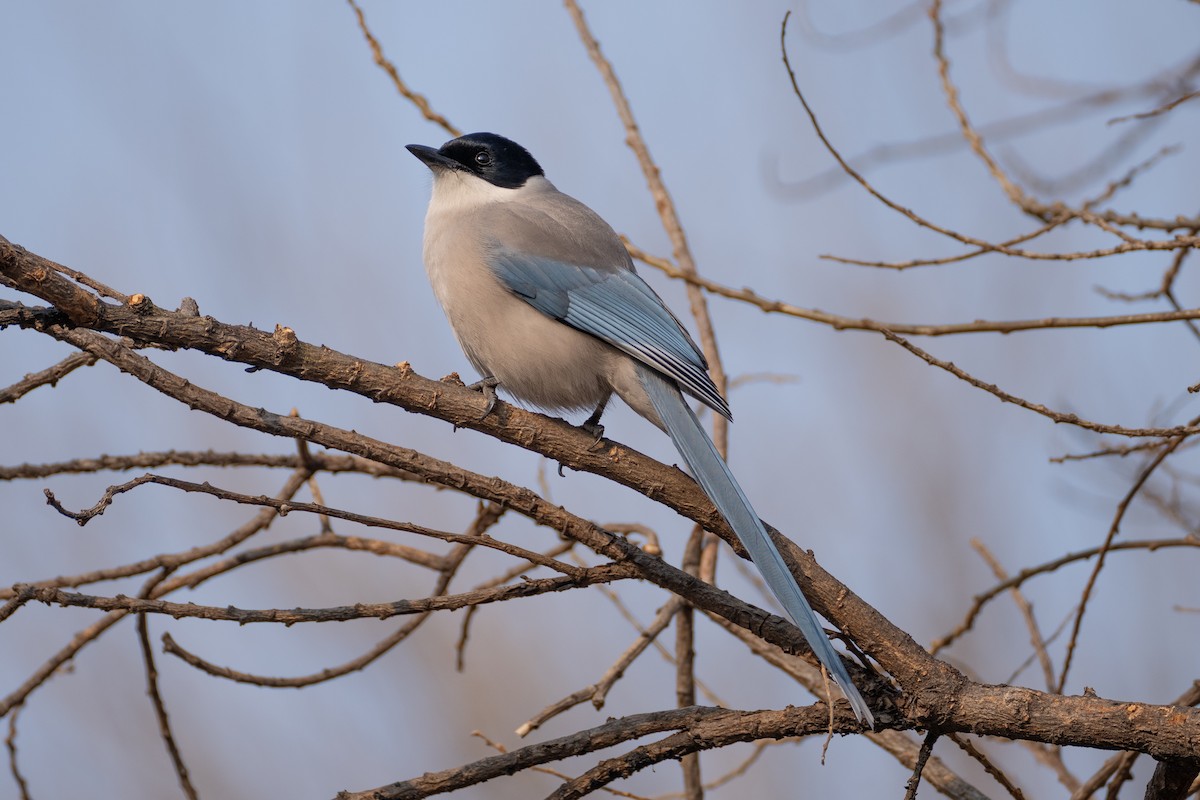 Azure-winged Magpie - ML629387772
