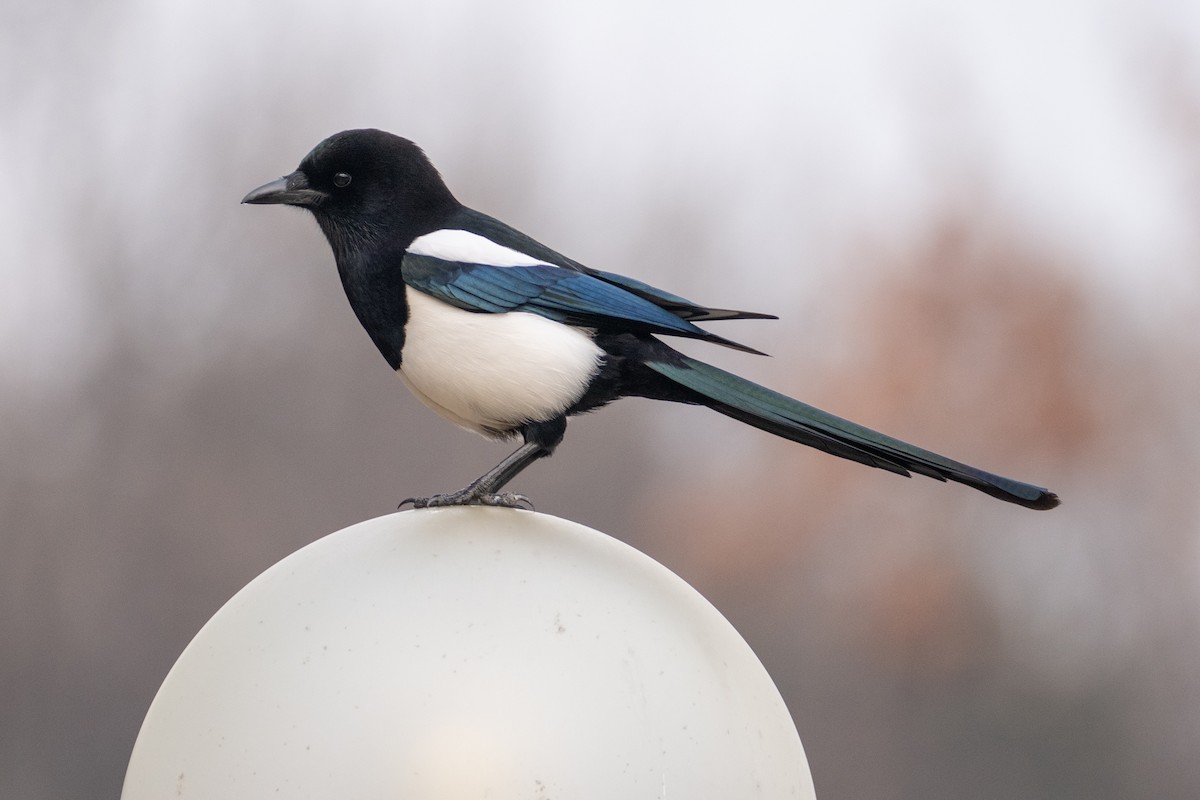 Oriental Magpie - ML629387788