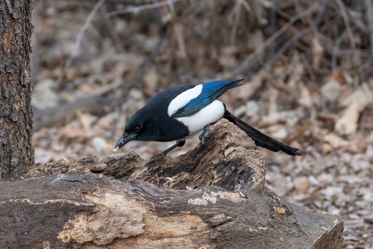 Oriental Magpie - ML629387796