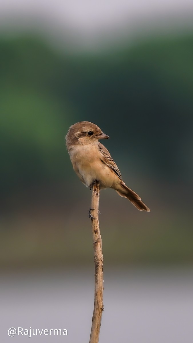 Isabelline Shrike - ML629388019