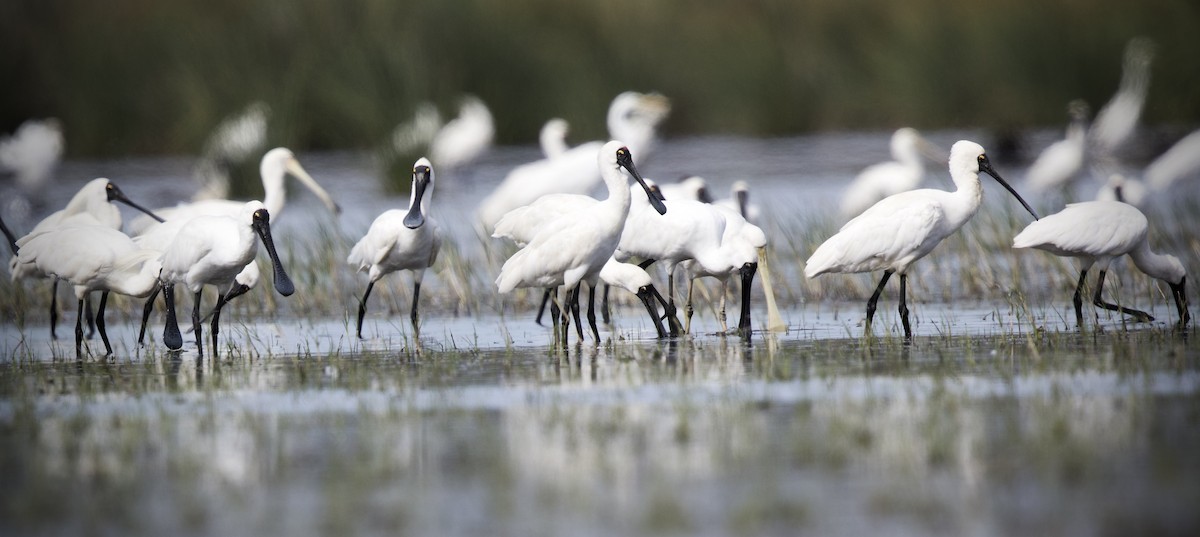 Royal Spoonbill - David  Tytherleigh
