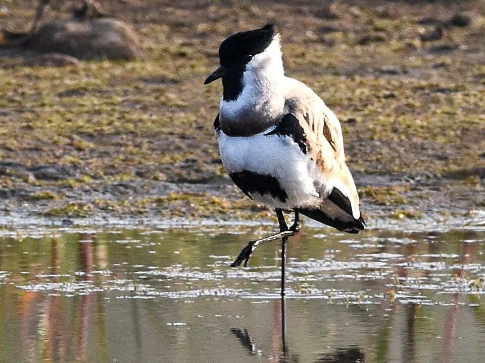 River Lapwing - ML629388343