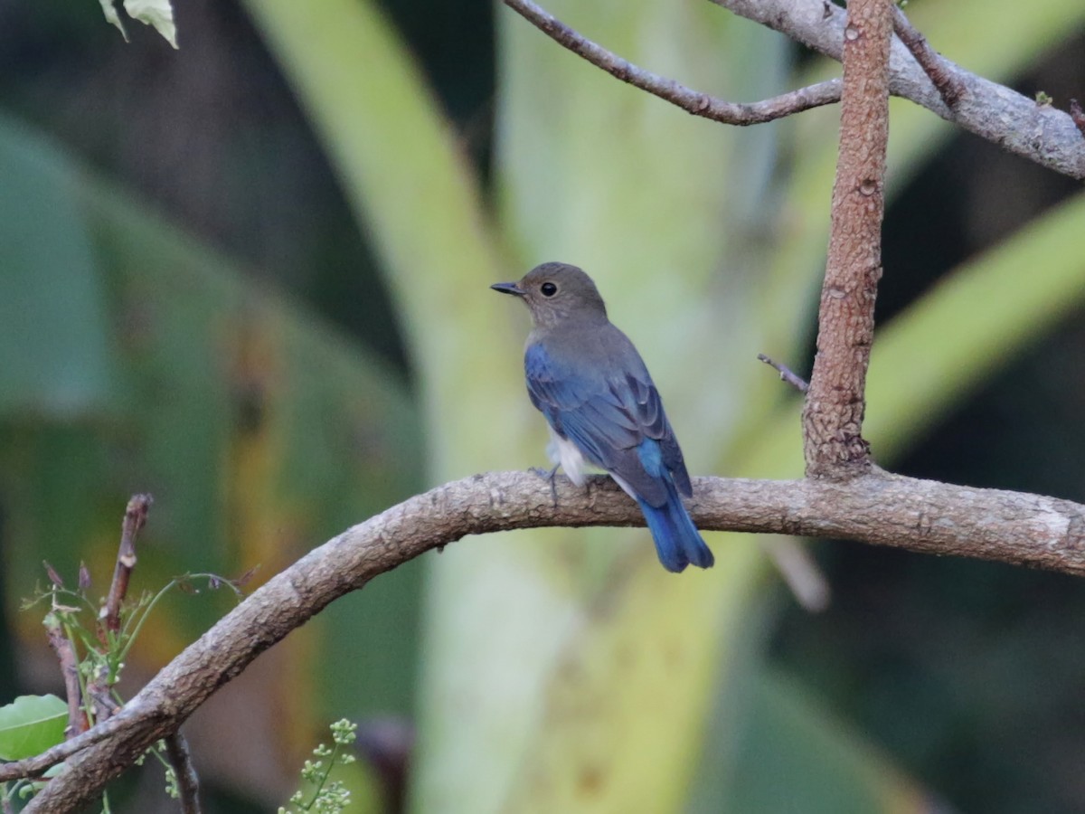 Blue-and-white/Zappey's Flycatcher - ML629388365