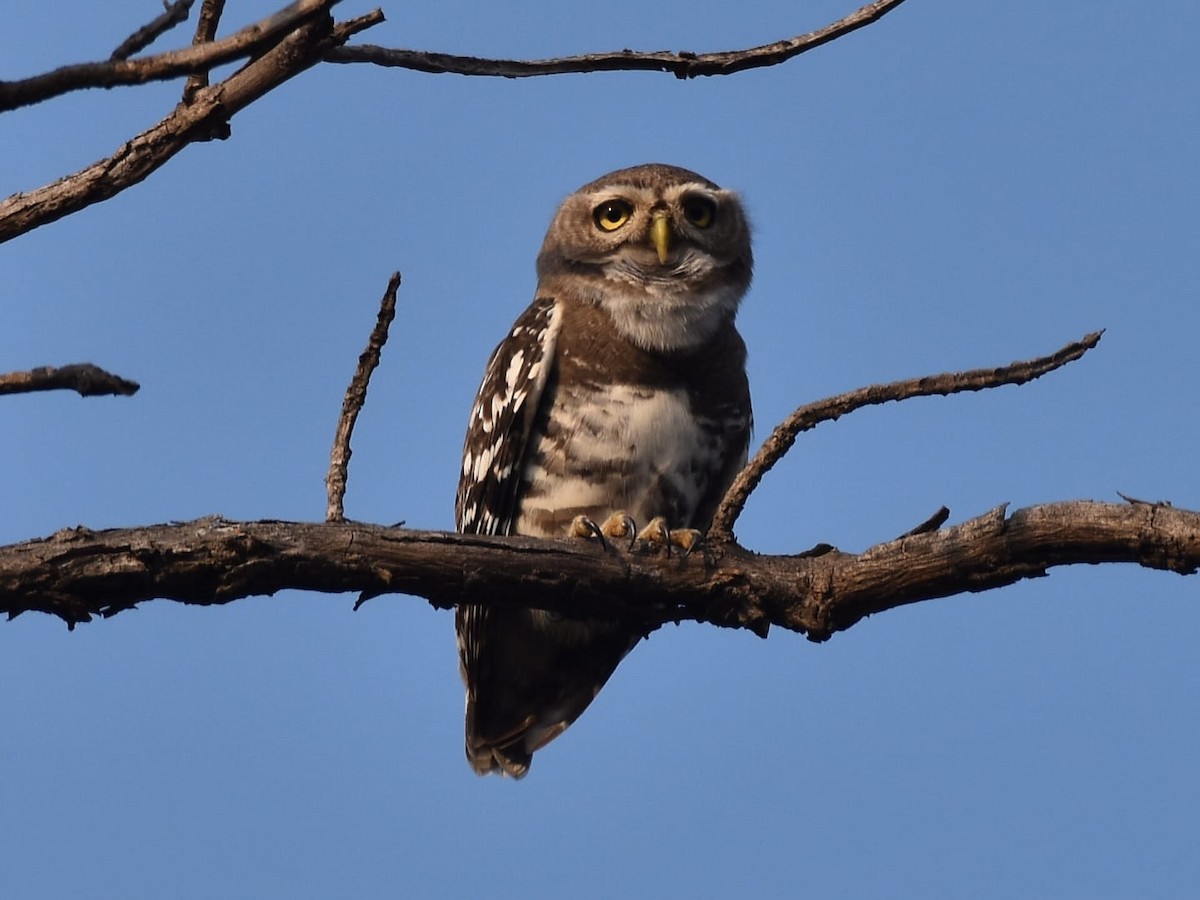 Forest Owlet - ML629388523