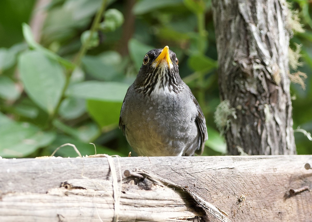 Andean Slaty Thrush - ML629388696