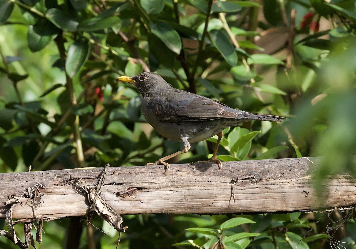 Andean Slaty Thrush - ML629388697
