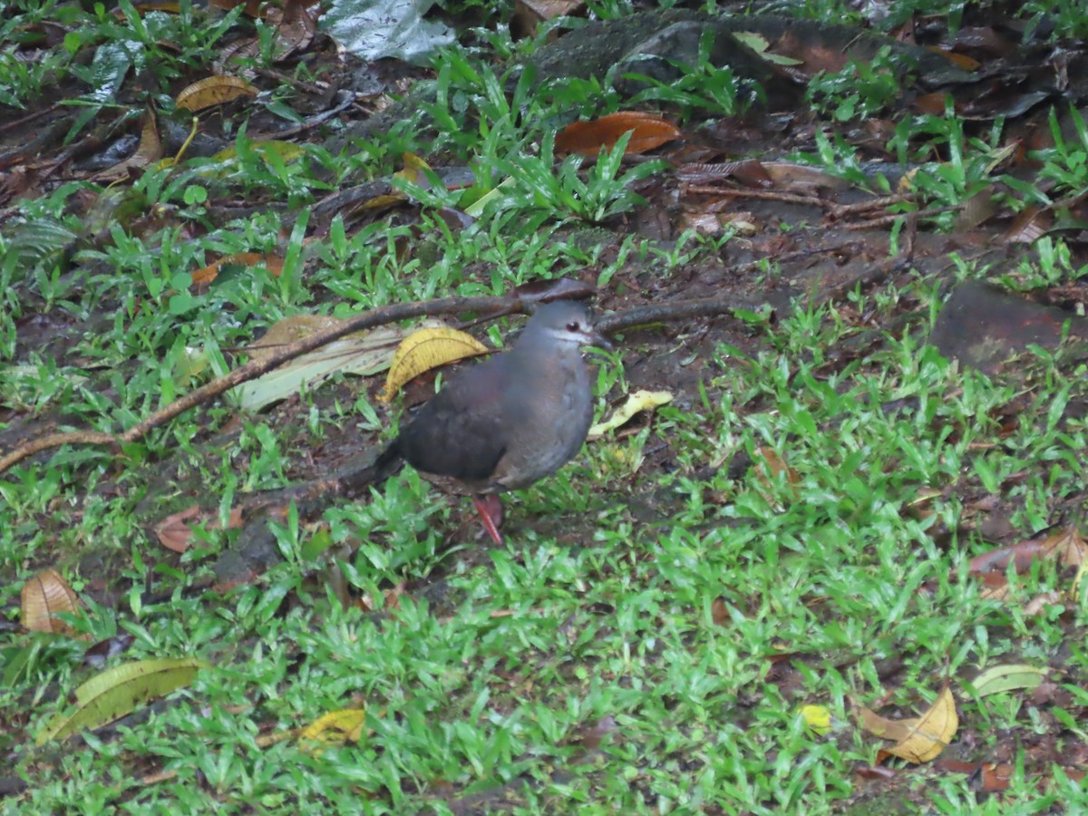 Purplish-backed Quail-Dove - ML629388754