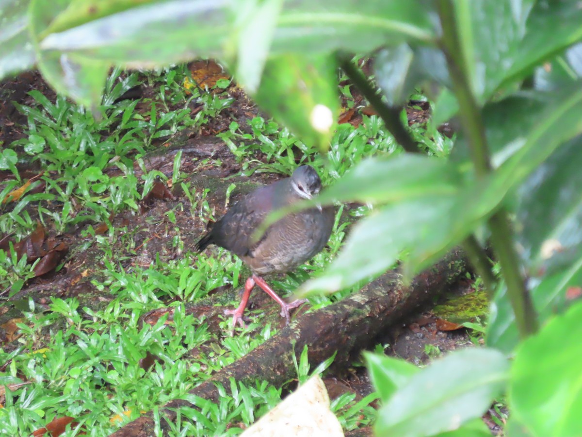 Purplish-backed Quail-Dove - ML629388755