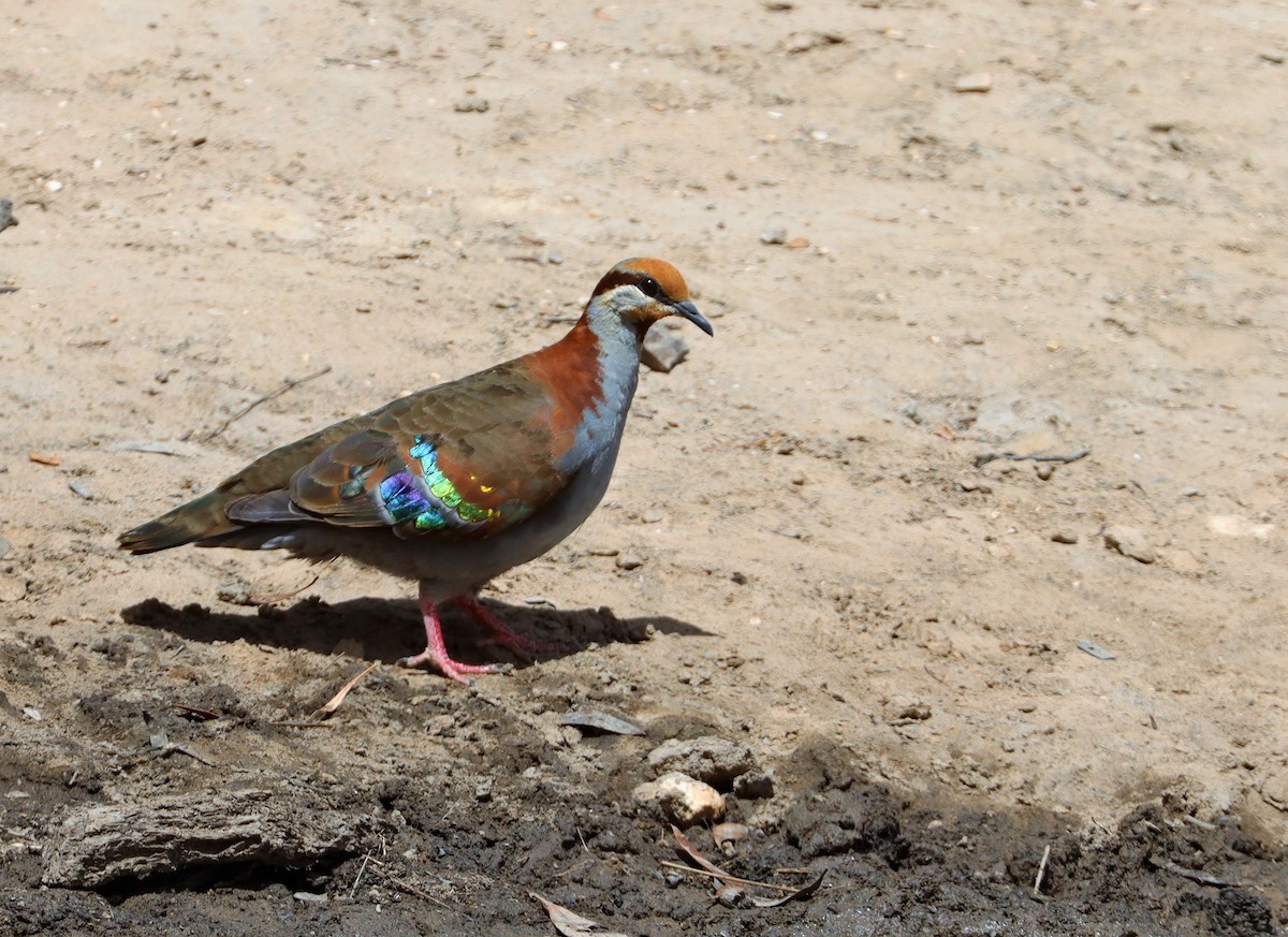 Brush Bronzewing - ML629388772