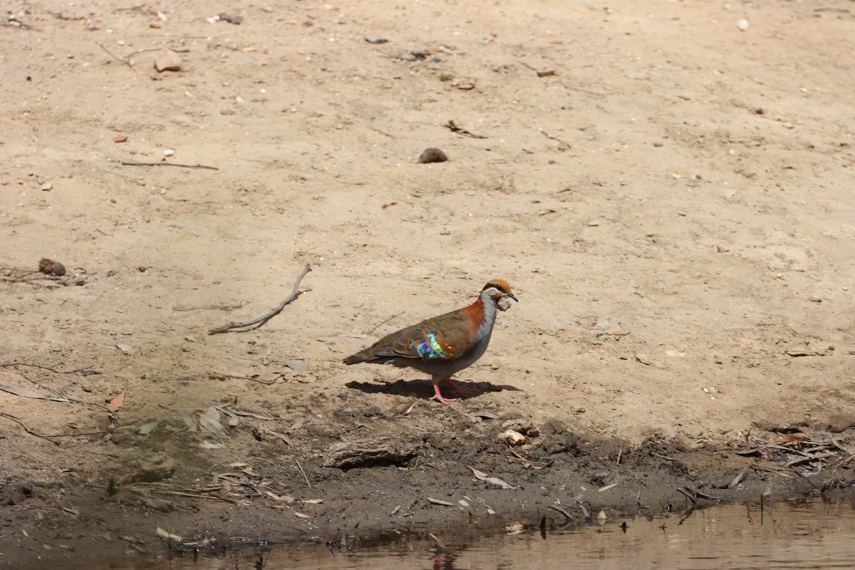 Brush Bronzewing - ML629388776