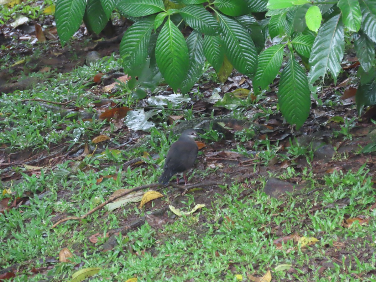 Purplish-backed Quail-Dove - ML629388785