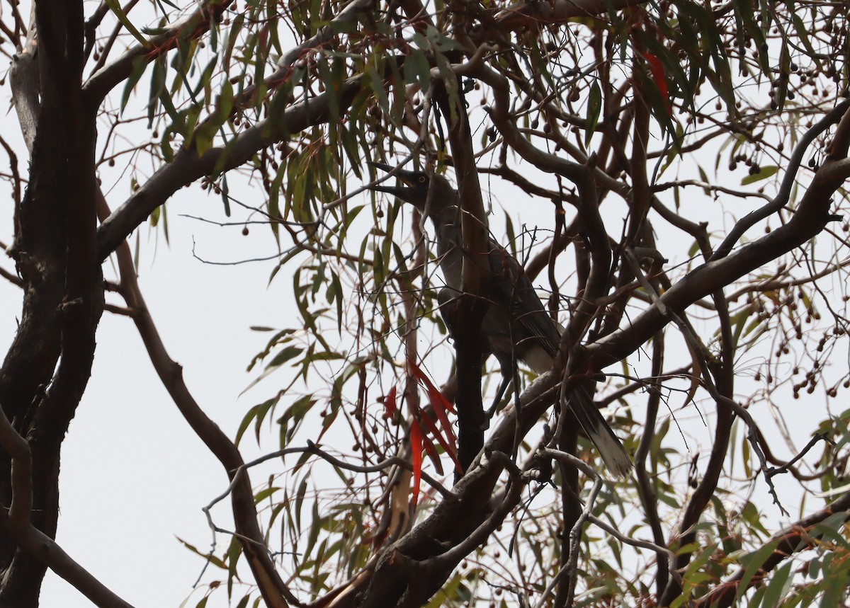 Gray Currawong - ML629388830