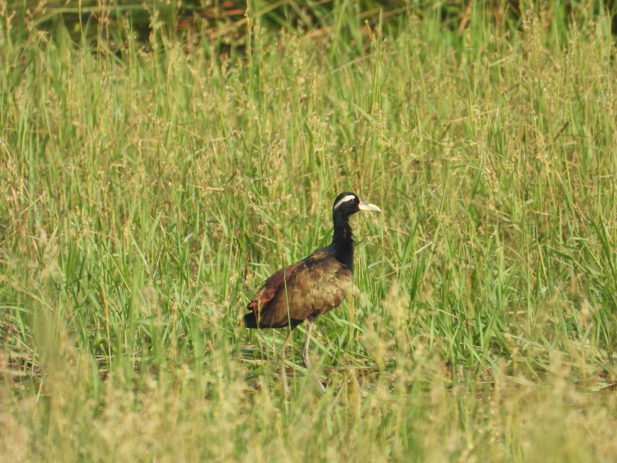 Bronze-winged Jacana - ML629388886