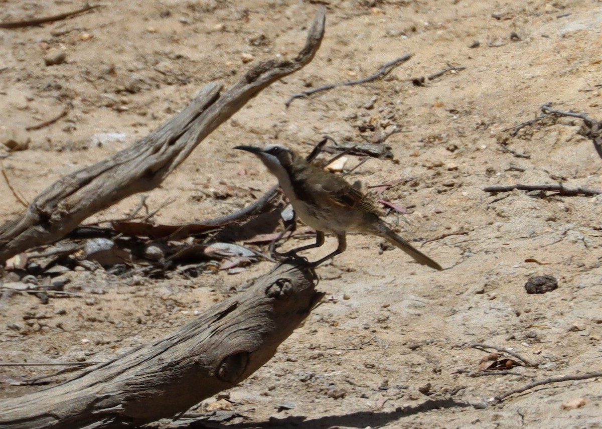 Tawny-crowned Honeyeater - ML629388921