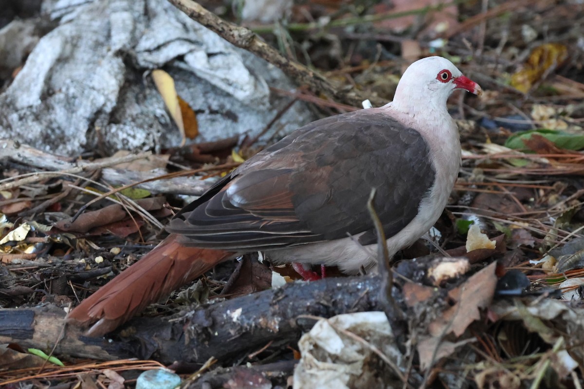 Pink Pigeon - ML629388930