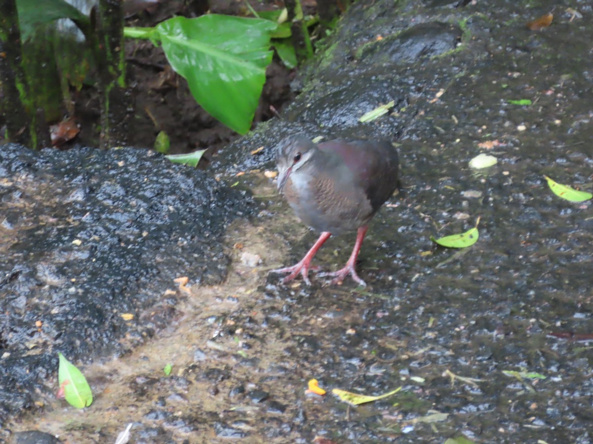 Purplish-backed Quail-Dove - ML629388935