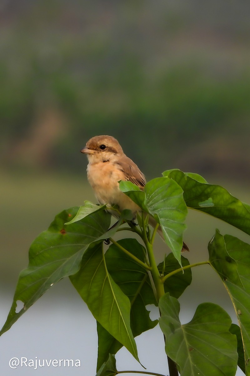 Isabelline Shrike - ML629388966