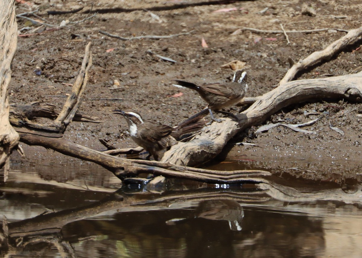White-browed Babbler - ML629388967