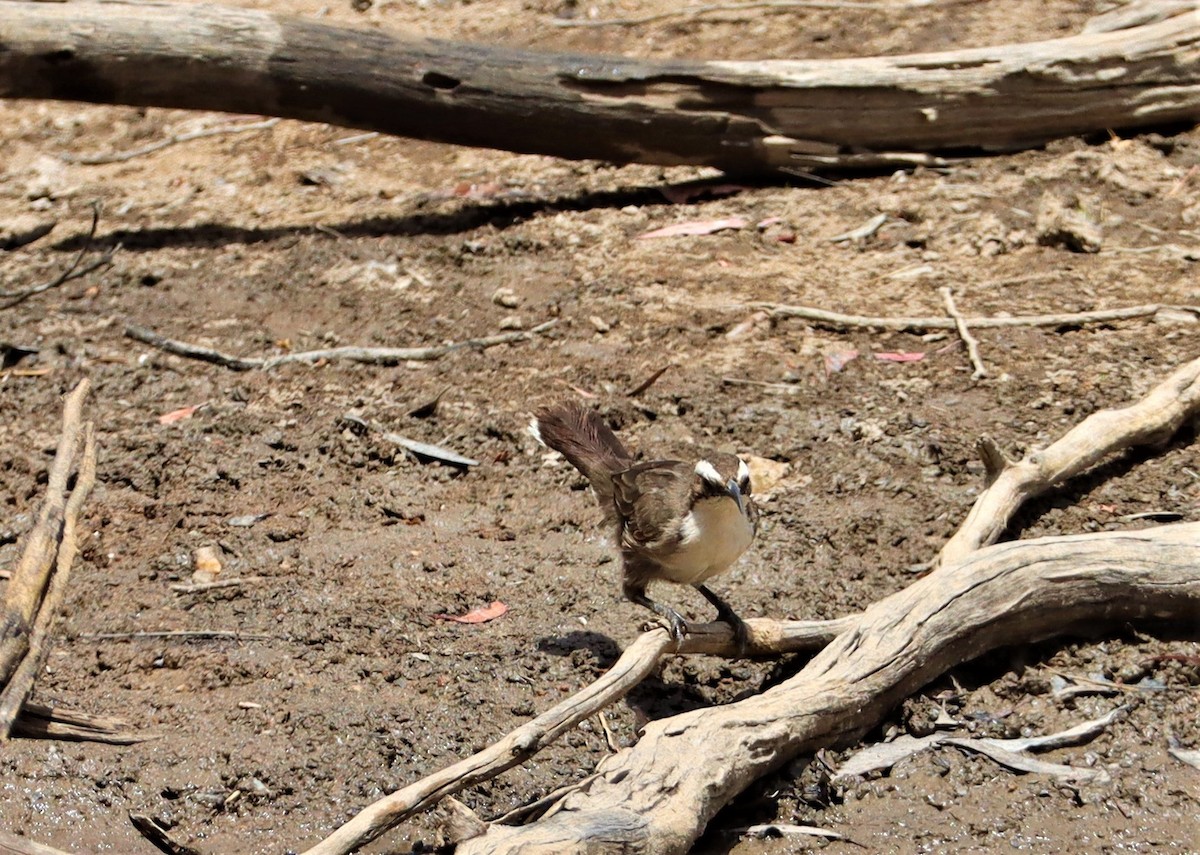 White-browed Babbler - ML629388968