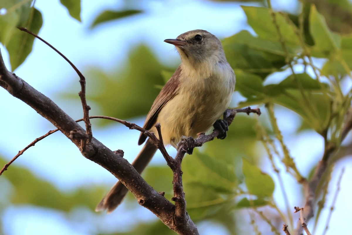 Rodrigues Warbler - ML629388971