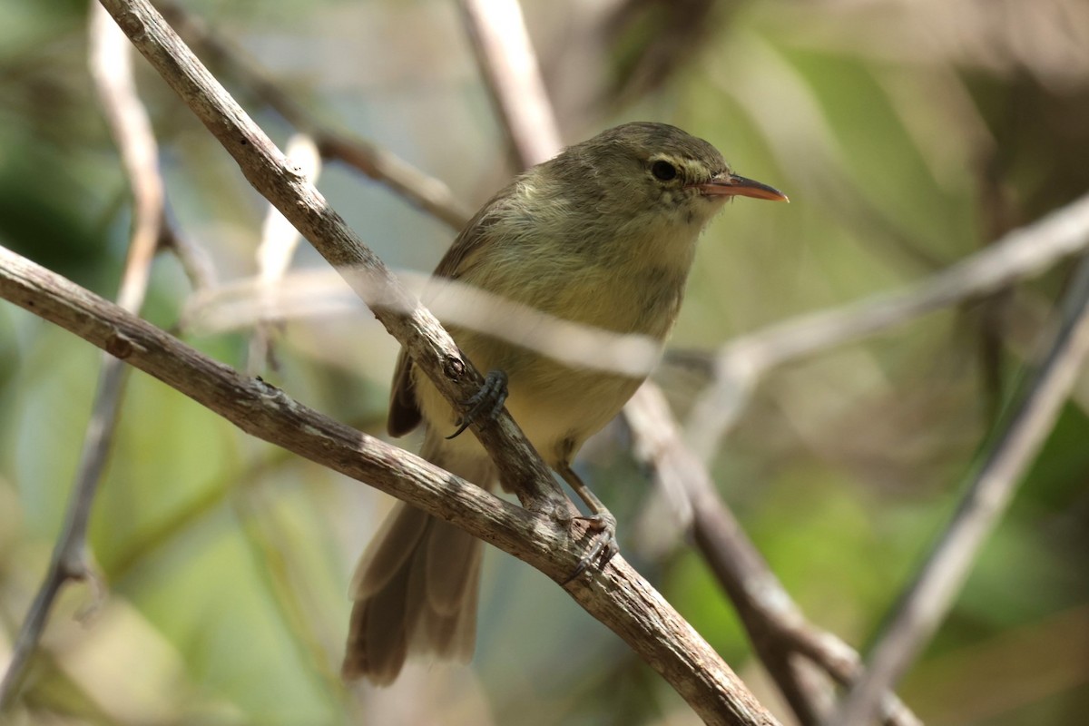 Rodrigues Warbler - ML629389068