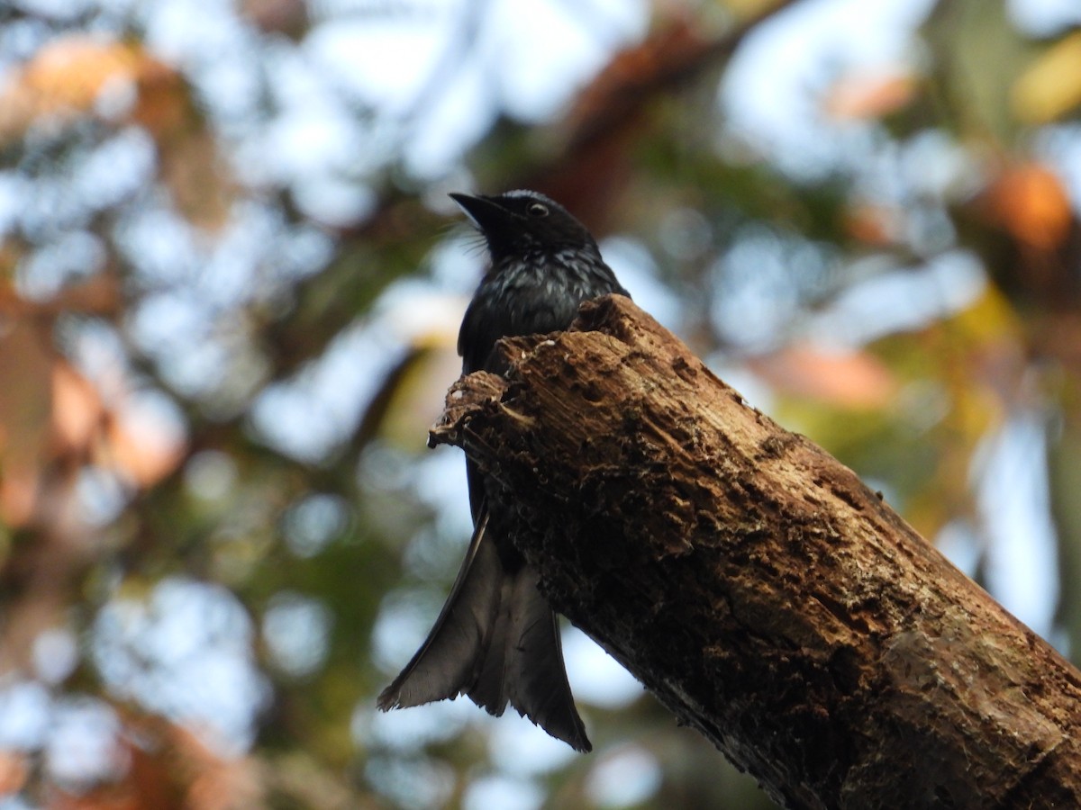 Bronzed Drongo - ML629389157