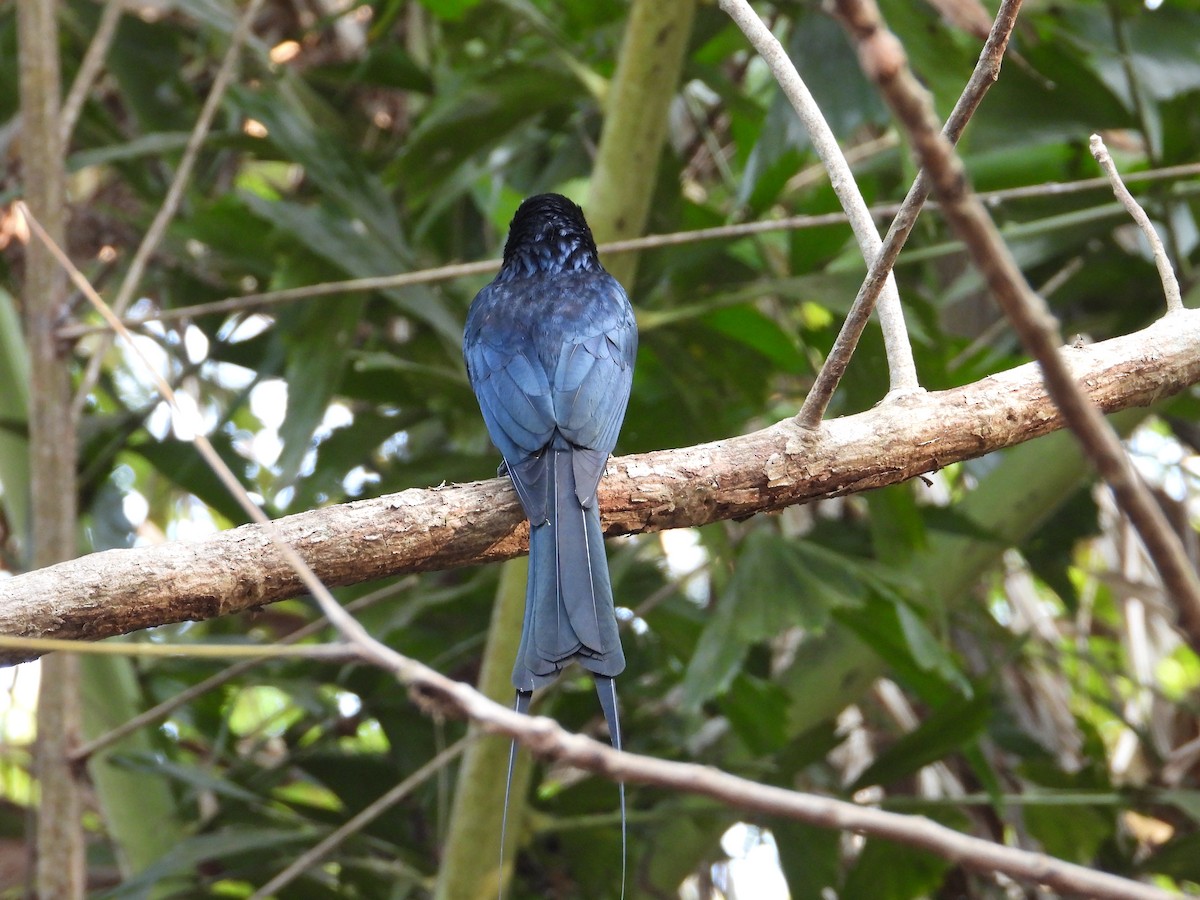Greater Racket-tailed Drongo - ML629389165